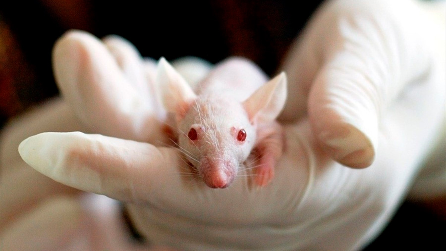 Logran curar depresión en ratones macho al activar el gen que ayuda a excitar las neuronas