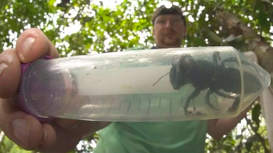 Encuentran la abeja más grande del mundo: es "un bulldog volador"