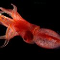 Un estudio revela que los calamares podrían ser una alternativa al plástico