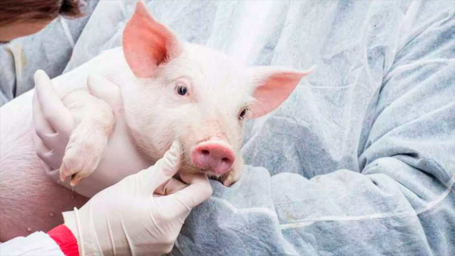 Desarrollan nueva tecnología para el trasplante de órganos porcinos a humanos