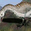 Antepasados de misteriosa ave gigante llegaron volando desde África hasta Nueva Zelanda