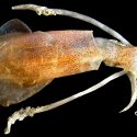 Un estudio revela que los calamares podrían ser una alternativa al plástico