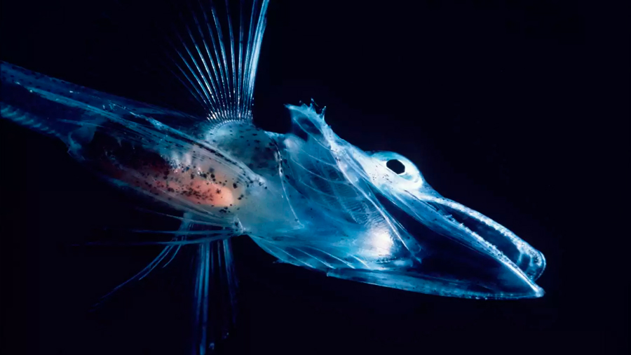 Completan genoma del pez de hielo, que carece de hemoglobina y vive en ambientes bajo cero