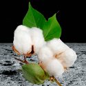 Investigadores chinos descubren mecanismo de germinación de semillas de algodón