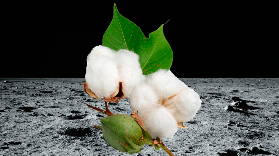 Investigadores chinos descubren mecanismo de germinación de semillas de algodón