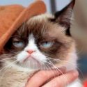 Científicos proponen matar a gatos para rescatar a especies en peligro de extinción