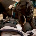 Los perros parecen oler los ataques de epilepsia en las personas