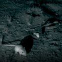 Capan alucinante movimiento ninja de ratas canguro al escapar de las serpientes de cascabel
