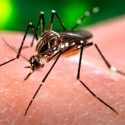 Mil millones de personas estarán expuestas a Zika o dengue por el cambio climático