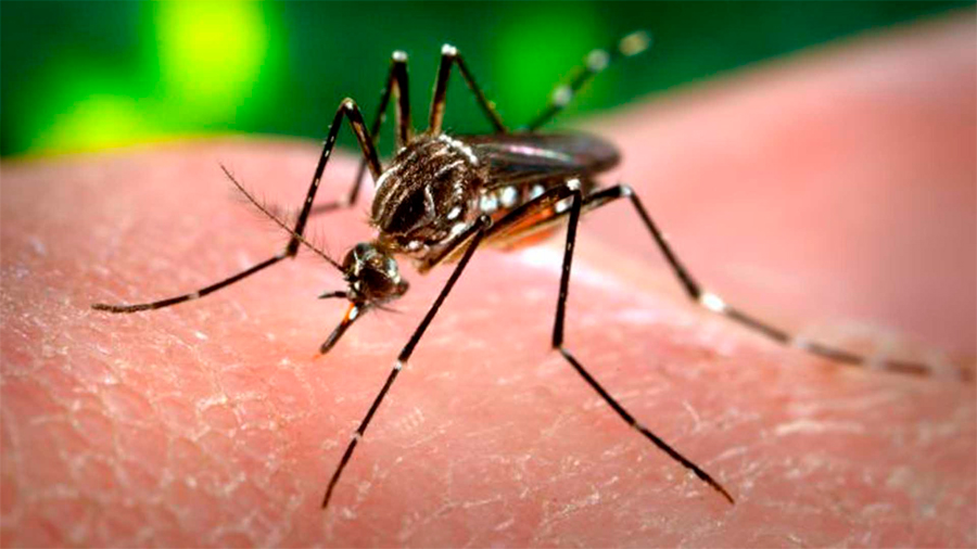 Mil millones de personas estarán expuestas a Zika o dengue por el cambio climático
