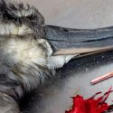 Los globos son los desechos plásticos marinos más letales para las aves
