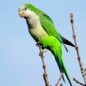 De mascota a invasora: expertos prenden las alarmas sobre la Cotorra Argentina