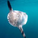 Encuentran una especie marina nunca antes vista en América del Norte