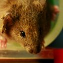 La nanotecnología permite a los ratones ver en infrarrojo