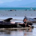 Científicos recurren a drones para vigilar la salud de las ballenas