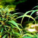 El microbio que fabrica la cerveza produce ahora derivados del cannabis
