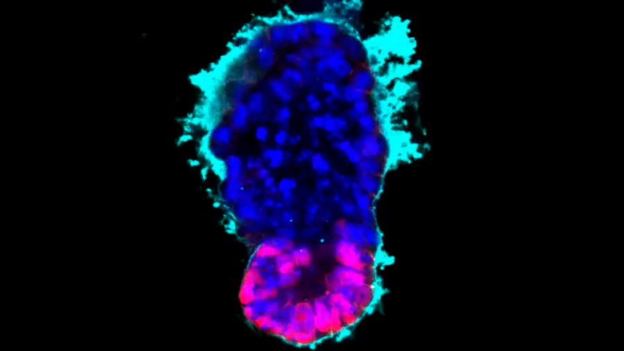 Científicos han empezado a diseñar embriones artificiales a partir de células madre