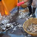 El Calentamiento Global reduce un 4 por ciento las capturas pesqueras