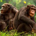 Científicos descubren una civilización “avanzada” de chimpancés