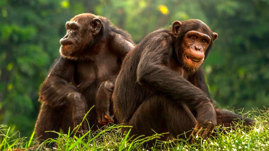 Científicos descubren una civilización “avanzada” de chimpancés