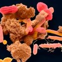 Descubren bacterias en estado ‘zombie’ dentro del cuerpo humano