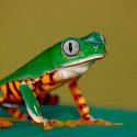 El avance humano amenaza con dejar sin espacio a miles de especies