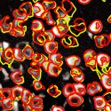 Un programa informático analiza la actividad neuronal en tiempo real