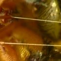 La tela de araña puede utilizarse como músculo robótico