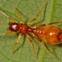 Araña que se disfraza de hormiga para defenderse de sus depredadores