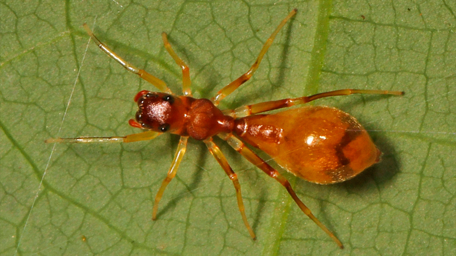 Araña que se disfraza de hormiga para defenderse de sus depredadores