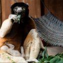 Nace en zoológico francés un lémur de una especie amenazada, de la que hay 20 ejemplares en el orbe