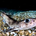 Un proyecto busca reproducir 'in vitro' tiburones y rayas en riesgo de extinción