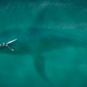 La memoria de las ballenas azules es lo que permite que encuentren comida