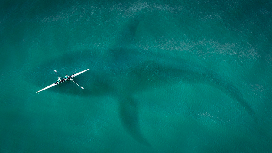 La memoria de las ballenas azules es lo que permite que encuentren comida