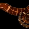 Hallan gusanos con reciente habilidad evolutiva para regenerar cabezas