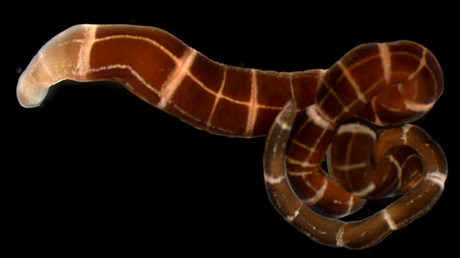 Hallan gusanos con reciente habilidad evolutiva para regenerar cabezas