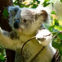 Eficiente uso de drones para preservar a los koalas … desde el cielo