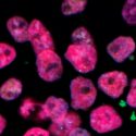 Hallan la conexión molecular entre la disponibilidad de nutrientes y el crecimiento del embrión