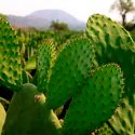 Clonan investigadores mexicanos nopal resistente a climas bajo cero
