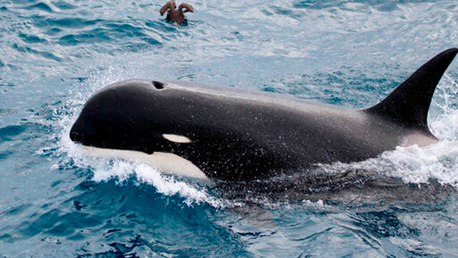 Científicos descubren una nueva especie de orca asesina frente a costa sur de Chile