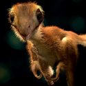 Nueva reconstrucción de un bebé de tiranosaurio rex recuerda más a un ave que a un reptil