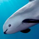 México: la vaquita marina podría extinguirse este año y tan sólo queda 22 ejemplares en el orbe