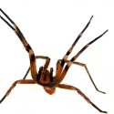 Veneno de una araña podría ser más eficaz que el Viagra
