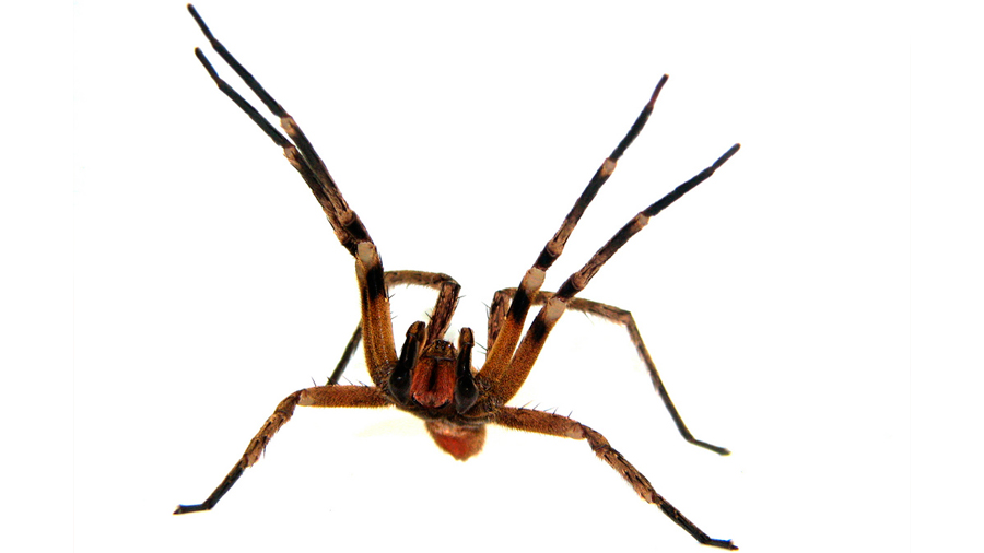 Veneno de una araña podría ser más eficaz que el Viagra