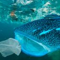 Estudio: 72 % de criaturas consume plásticos en los océanos