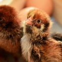 Diseñan pollos editados genéticamente para evitar nuevas pandemias de gripe aviar
