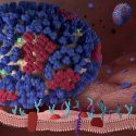 Investigadores descubren una nueva vía de entrada del virus de la gripe al cuerpo humano