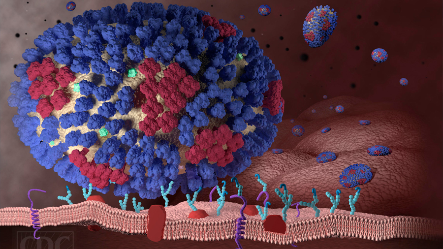 Investigadores descubren una nueva vía de entrada del virus de la gripe al cuerpo humano