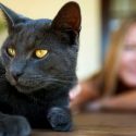 Los gatos reconocen la voz de sus dueños, pero optan por ignorarla