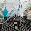 Una aromática señal de alerta une a las plantas hembra